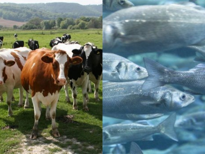 idea99fish_and_livestock.jpg