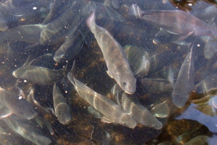 idea99fish_farming.jpg