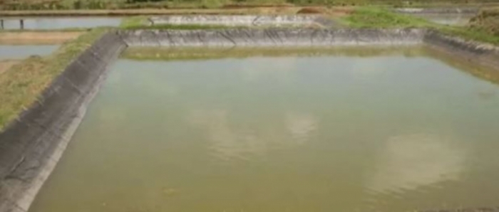 idea99fish_pond478521.jpg