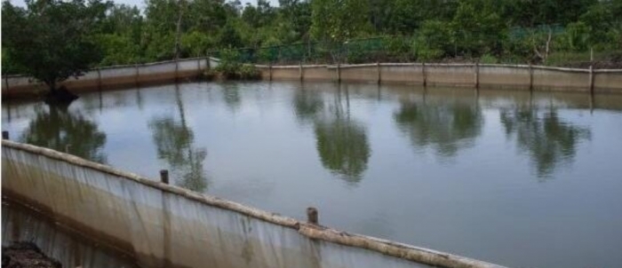 idea99fish_pond_prep.jpg