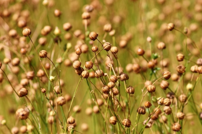 idea99flax_crop.jpg idea99flax_crop.jpg