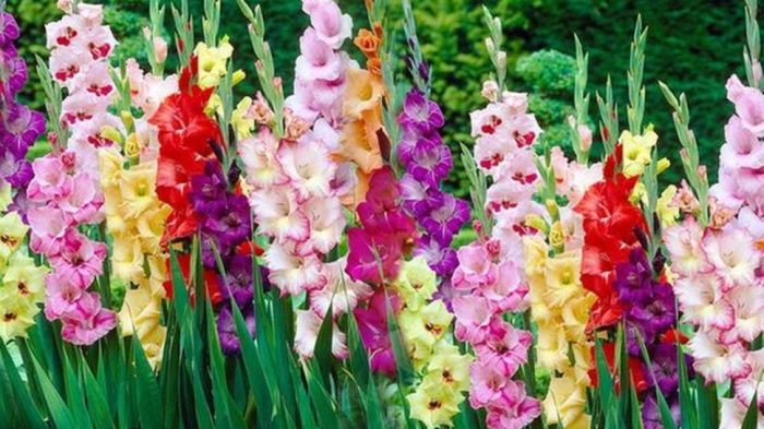 idea99floriclture_hp.jpeg