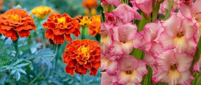 idea99flower_jfhdsfyu.jpg