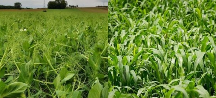 idea99fodder_and_pulses.jpg idea99fodder_and_pulses.jpg