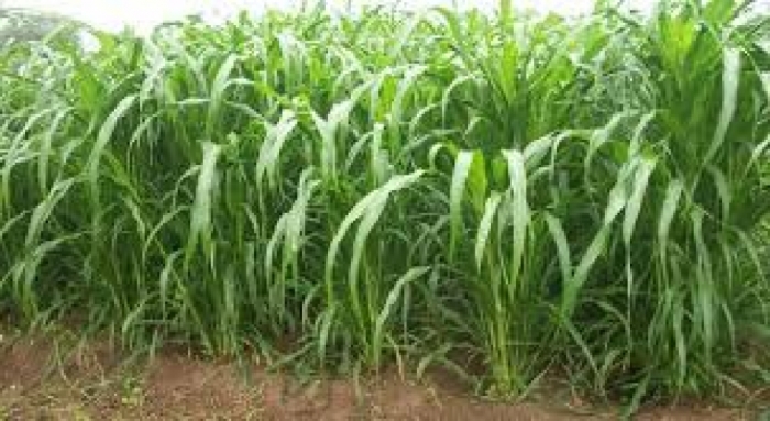 idea99fodder_crops.jpeg