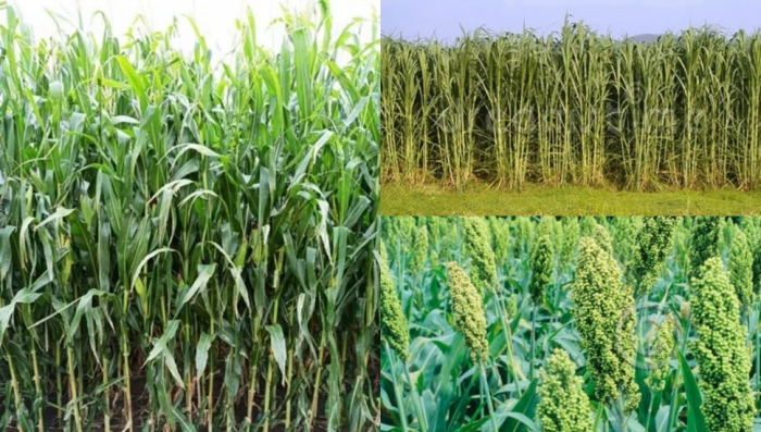 idea99fodder_crops.jpg idea99fodder_crops.jpg
