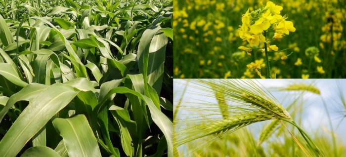idea99fodder_mustard_wheat.jpg idea99fodder_mustard_wheat.jpg