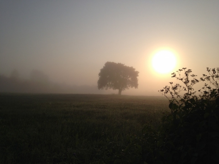idea99foggy_sun.jpg