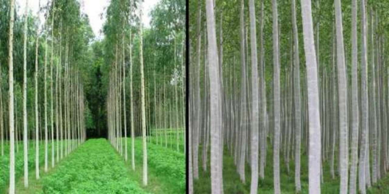 idea99forest.jpg