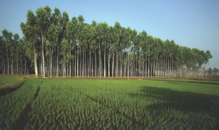 idea99forestry.jpg