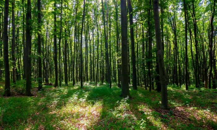 idea99forestry_advisory.jpg idea99forestry_advisory.jpg