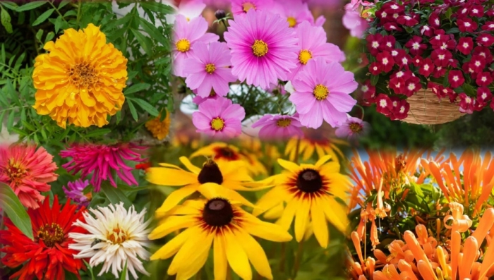 idea99fowers.jpg