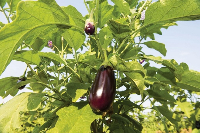 idea99fruit_borer_in_rj.jpeg