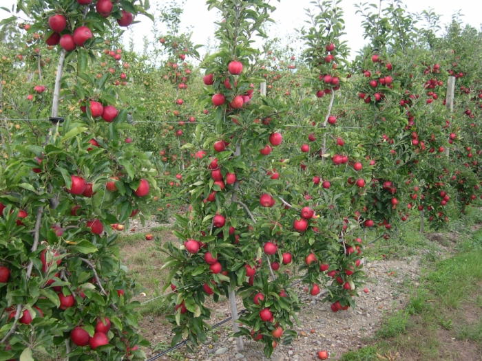 idea99fruit_garden_march.jpg
