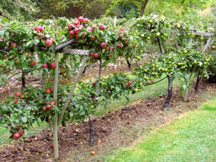 idea99fruit_garden_uk.jpg