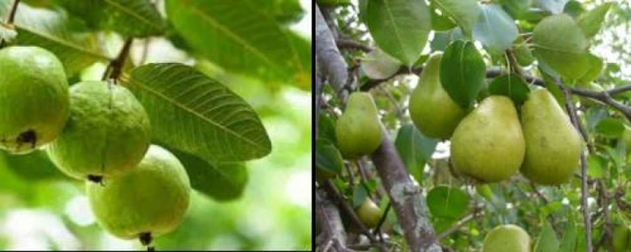 idea99fruits_2.jpg idea99fruits_2.jpg