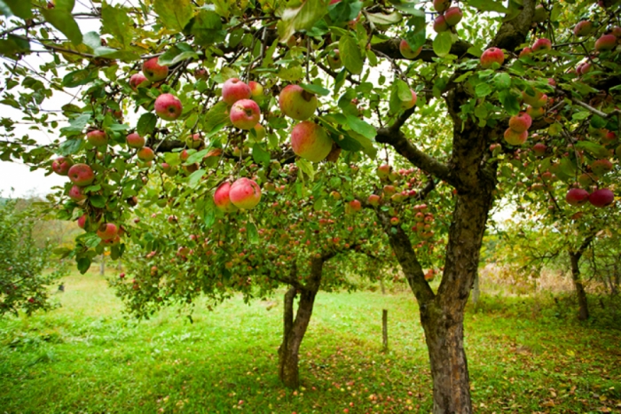 idea99fruits_tree.jpg idea99fruits_tree.jpg