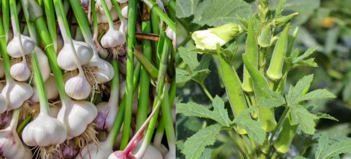 idea99garlic_and_okra.jpg