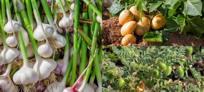 idea99garlic_gram_potato.jpg idea99garlic_gram_potato.jpg