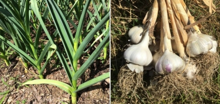 idea99garlic_rj.jpg