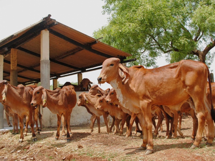 idea99gir_cow_care.jpeg