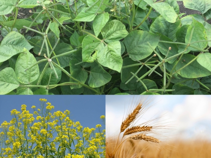 idea99gkms_crops_udaipur.jpg