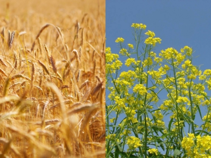 idea99gkms_una_crops.jpg