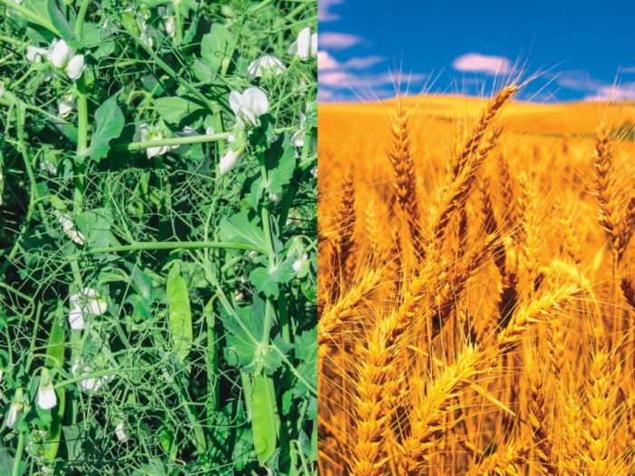 idea99gkms_uttarakhand_cropsssss.jpg idea99gkms_uttarakhand_cropsssss.jpg