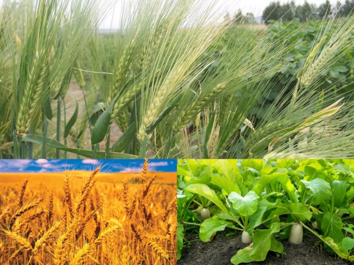 idea99gkms_uttarakhand_cropsssssssssssssssssssssssssssssssssssssss_.jpg idea99gkms_uttarakhand_cropsssssssssssssssssssssssssssssssssssssss_.jpg