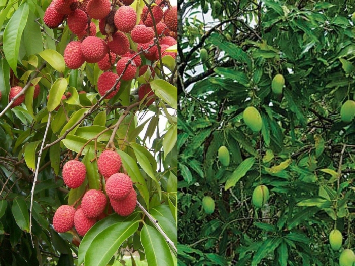 idea99gkms_uttarakhand_horticulture.jpg
