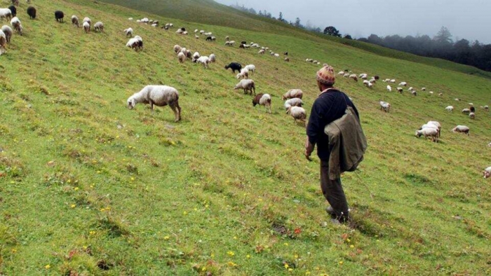 idea99goat_sheep_uk.jpg