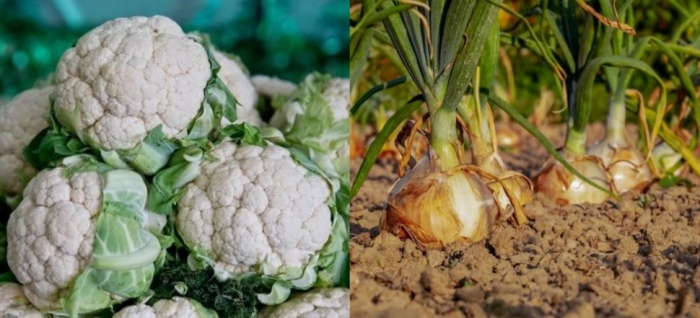 idea99gobhi_or_onion.jpg idea99gobhi_or_onion.jpg