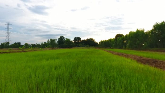 idea99green_crop.jpg