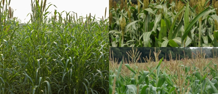 idea99green_fodder.jpg