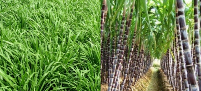idea99green_fodder_and_sugarcane.jpg