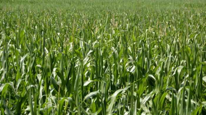 idea99green_fodder_march.jpeg idea99green_fodder_march.jpeg