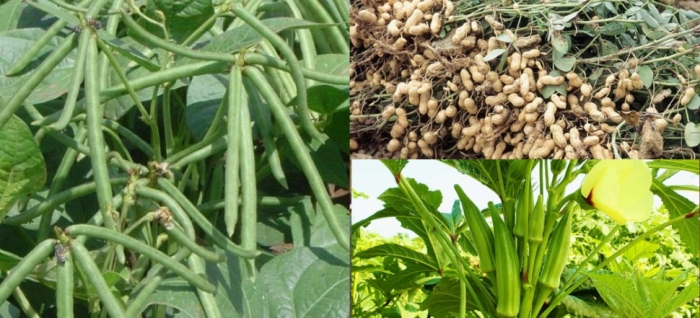 idea99green_gram_okra_groundnut.jpg