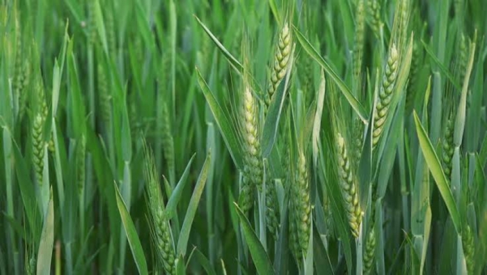 idea99green_wheat.jpeg