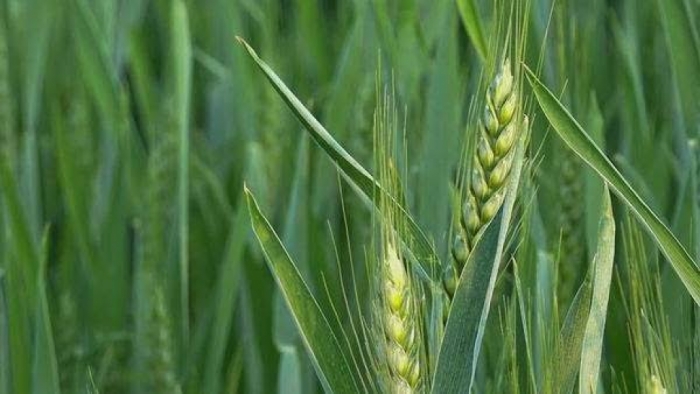 idea99green_wheat_crop.jpeg