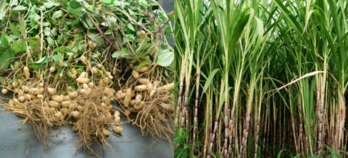 idea99groundnut,_sugarcane_14th_june_uttarkhand.jpg idea99groundnut,_sugarcane_14th_june_uttarkhand.jpg