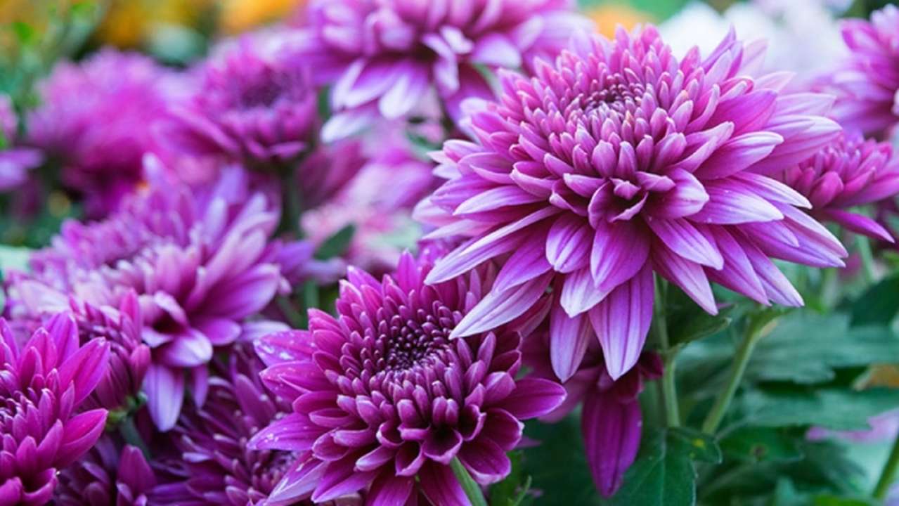 idea99growing-chrysanthemum-02.jpg idea99growing-chrysanthemum-02.jpg