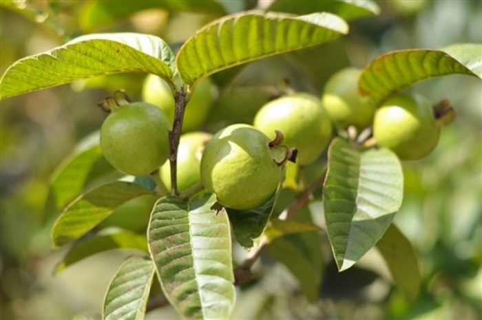 idea99guava-ak.jpg idea99guava-ak.jpg