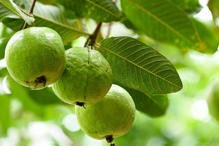 idea99guava-fruit-1.jpg