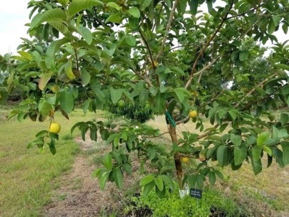 idea99guava.jpg idea99guava.jpg
