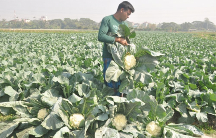 idea99harvest_cauliflower.jpg