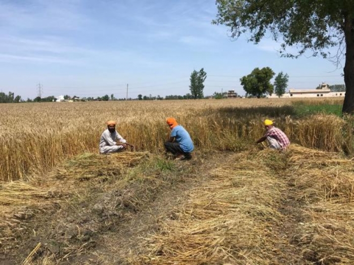 idea99harvest_wheat_due_rain.jpeg