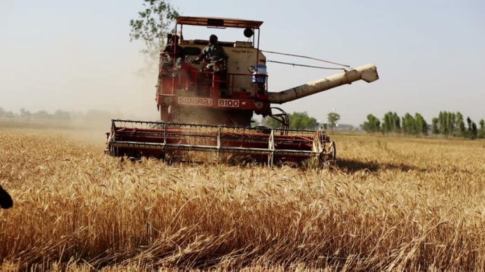 idea99harvesting_haryana_april.jpg