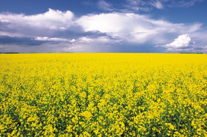 idea99harvesting_of_mustard_crop.jpg