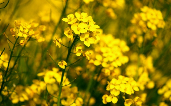 idea99harveting_mustard_march.jpg