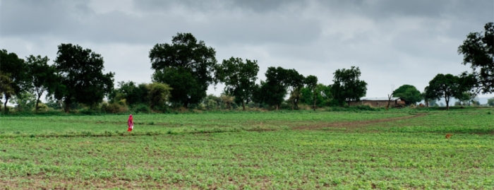 idea99haryana_field.jpg